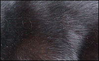 Fur